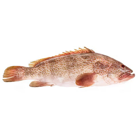 Fresh Whole Hamour (Suman) – Premium Catch 1kg