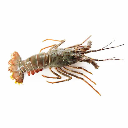 Brazil Lobster Whole 900-1100g per piece