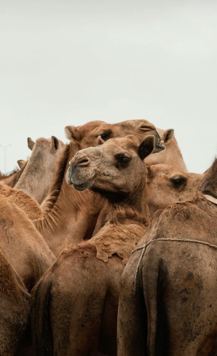 Fresh Camel Meat Boneless 1kg