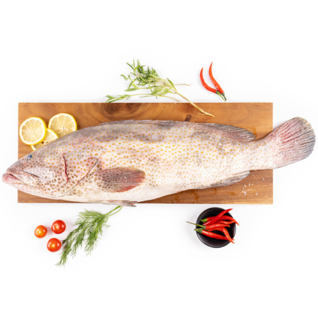 Fresh Whole Hamour (Suman) – Premium Catch 1kg