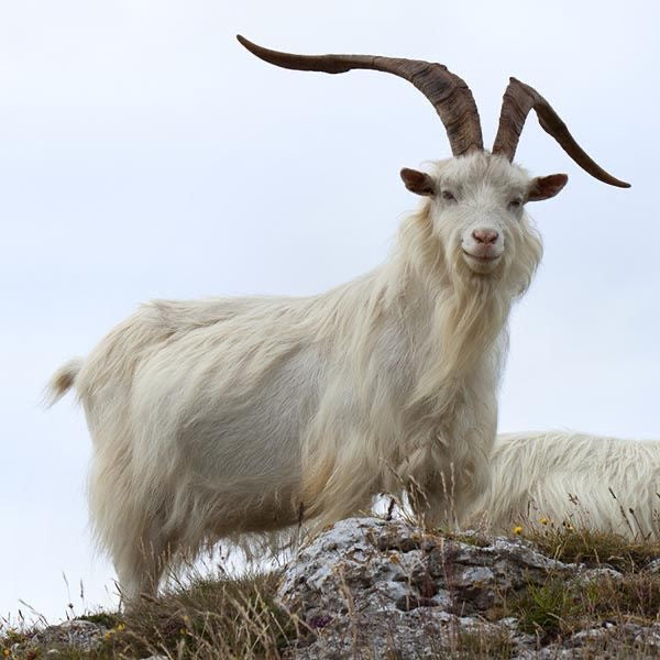 Kashmir goat 9-12 kg